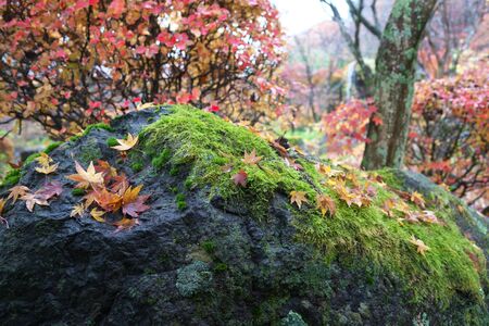 Gunma,Japan-November 23,2019: Beautiuful autumn leaves fell on the rock and the earth in the rain in Japanの写真素材