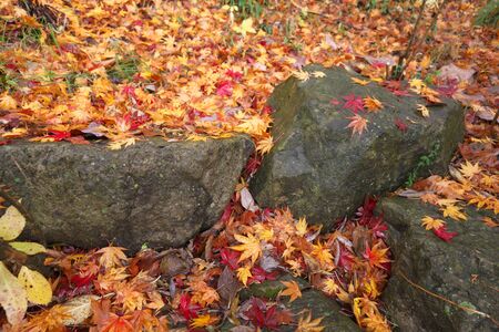 Gunma,Japan-November 23,2019: Beautiuful autumn leaves fell on the rock and the earth in the rain in Japanの写真素材