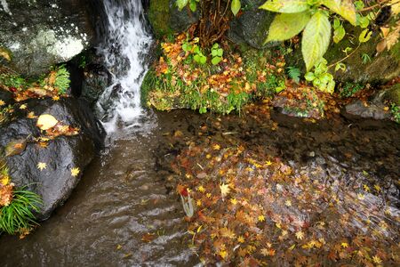 Gunma,Japan-November 23,2019: Beautiuful autumn leaves fell on the rock and the earth in the rain in Japanの写真素材