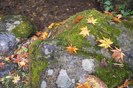 Gunma,Japan-November 23,2019: Beautiuful autumn leaves fell on the rock and the earth in the rain in Japanの写真素材