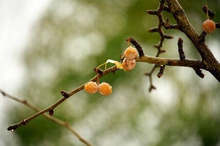 Tokyo,Japan-November 27, 2019: Old Gingko Nuts Still on a Branch in the Rainy Winterの写真素材