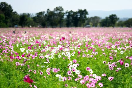 Nakhon Ratchasima,Thailand-December 7, 2019: Cosmos flower field in Thailandの写真素材