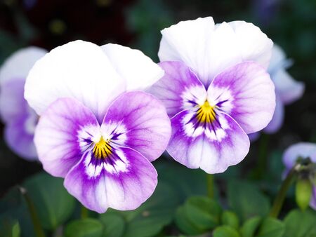 Tokyo,Japan-January 10, 2020: Closeup of Twin Pansies in a Gardenの写真素材