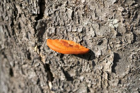 Tokyo,Japan-January 10, 2020: Closeup of Pycnoporus coccineus on Japan Cherry Tree. Actual size is...