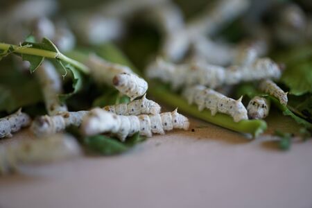 Nakhon Ratchasima,Thailand-December 7, 2019: Silkworms or Bombyx Mori Eating Mulberry Leavesの写真素材
