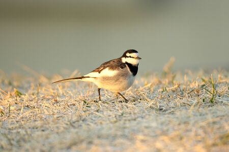 Tokyo,Japan-January 20, 2020: A White Wagtail or a Japanese Pied Wagtail on Grass at the Sunrise Winterの写真素材