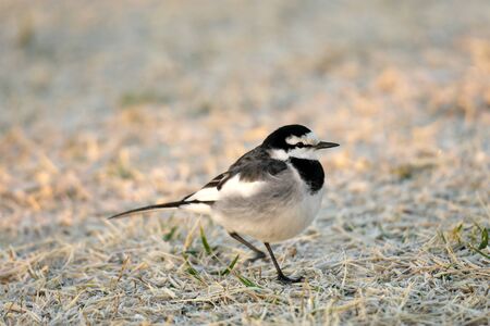 Tokyo,Japan-January 20, 2020: A White Wagtail or a Japanese Pied Wagtail on Grass at the Sunrise Winterの写真素材