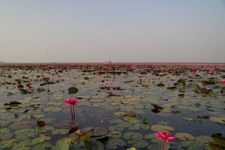 Udon Thani,Thailand-January 22, 2020: Morning scene of Red Lotus Lake or Talay Bua Daeng in Udon Thani, Thailandの写真素材