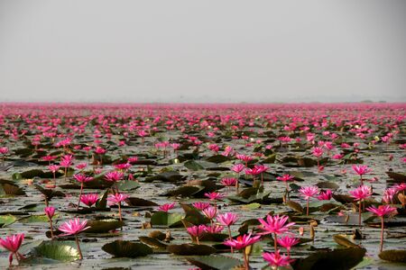 Udon Thani,Thailand-January 22, 2020: Morning scene of Red Lotus Lake or Talay Bua Daeng in Udon Thani, Thailandの写真素材