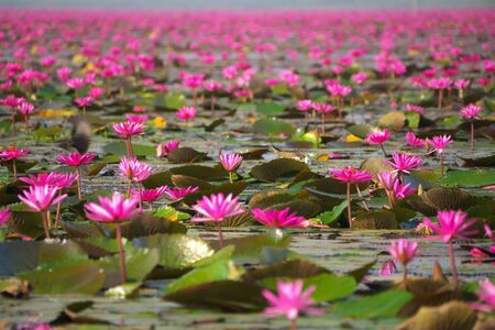 Udon Thani,Thailand-January 22, 2020: Morning scene of Red Lotus Lake or Talay Bua Daeng in Udon Thani, Thailandの写真素材