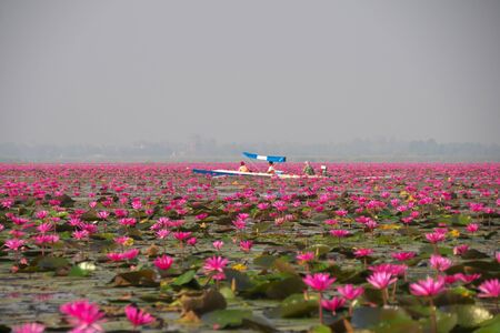 Udon Thani,Thailand-January 22, 2020: Morning scene of Red Lotus Lake or Talay Bua Daeng in Udon Thani, Thailandの写真素材