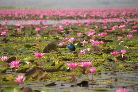 Udon Thani,Thailand-January 22, 2020: Morning scene of Red Lotus Lake or Talay Bua Daeng in Udon Thani, Thailandの写真素材