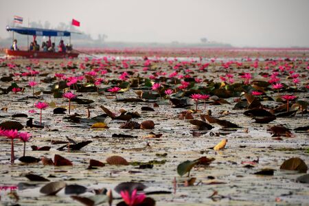Udon Thani,Thailand-January 22, 2020: Morning scene of Red Lotus Lake or Talay Bua Daeng in Udon Thani, Thailandの写真素材