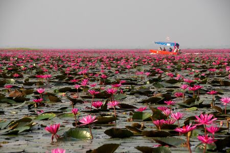 Udon Thani,Thailand-January 22, 2020: Morning scene of Red Lotus Lake or Talay Bua Daeng in Udon Thani, Thailandの写真素材