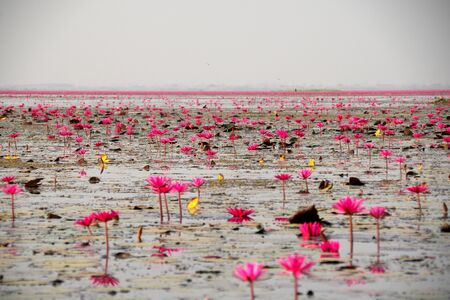 Udon Thani,Thailand-January 22, 2020: Morning scene of Red Lotus Lake or Talay Bua Daeng in Udon Thani, Thailandの写真素材