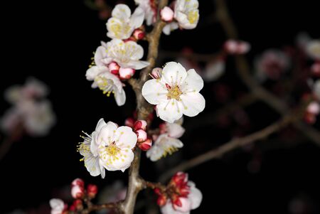 Tokyo,Japan-February 20, 2020: Closeup of Japanese Plum (Ume) Blossoms in the Nightの写真素材