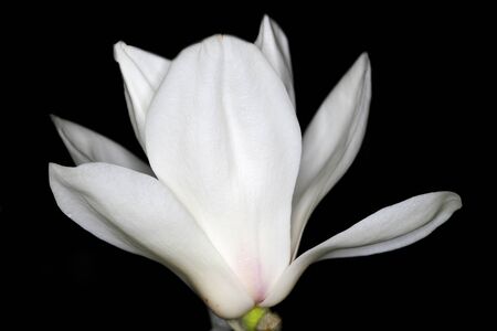 Tokyo,Japan-March 9, 2020: Isolated White Magnolia on Black Backgroundの写真素材