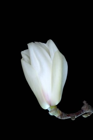 Tokyo,Japan-March 9, 2020: Isolated White Magnolia on Black Backgroundの写真素材