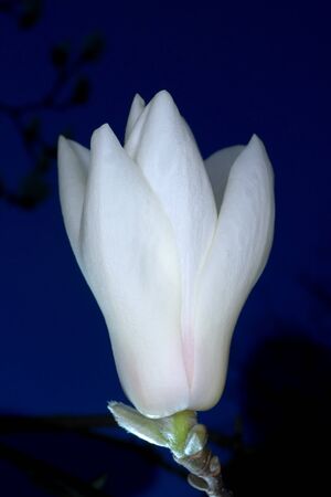 Tokyo,Japan-March 9, 2020: Isolated White Magnolia on Black Backgroundの写真素材