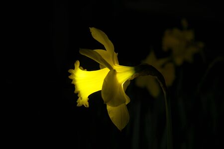 Tokyo, Japan-March 19, 2020: Isolated yellow Narcissus on black backgroundの写真素材