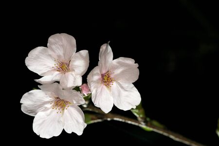 Tokyo, Japan-March 27, 2020: Cherry blossoms in full bloom at dawn in Tokyo.の写真素材