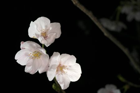 Tokyo, Japan-March 27, 2020: Cherry blossoms in full bloom at dawn in Tokyo.の写真素材