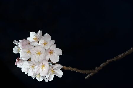 Tokyo, Japan-March 27, 2020: Cherry blossoms in full bloom at dawn in Tokyo.の写真素材