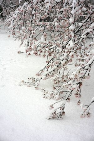 Tokyo, Japan-March 29, 2020: Branches of Cherry blossoms touching the earth in heavy snow in Tokyo.の写真素材