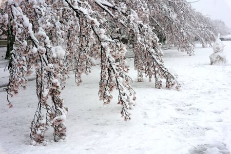 Tokyo, Japan-March 29, 2020: Branches of Cherry blossoms touching the earth in heavy snow in Tokyo.の写真素材