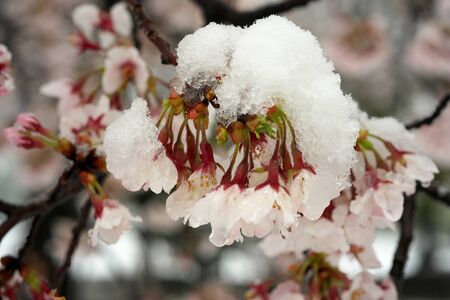 Tokyo, Japan-March 29, 2020: Closeup of Cherry blossoms in heavy snow in Tokyo.の写真素材