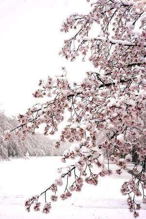 Tokyo, Japan-March 29, 2020: Cherry blossoms in heavy snow in Tokyo.の写真素材