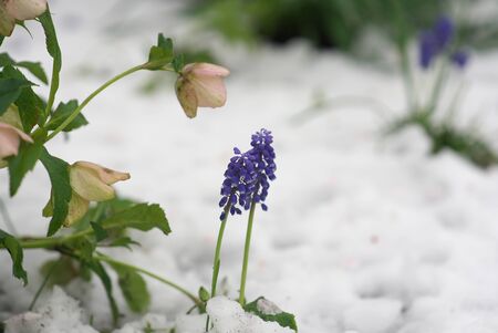 Tokyo, Japan-March 29, 2020: Muscaricum armenia flowers and Christmas roses in snowの写真素材