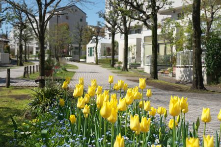 Tokyo, Japan-April 6, 2020: Residential area at the suburb of Tokyo, Japanの写真素材
