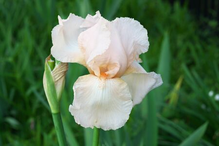 Closeup of beige color Siberian iris or Siberian flagの写真素材