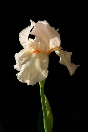 Closeup of beige color Siberian iris or Siberian flag on black backgroundの写真素材