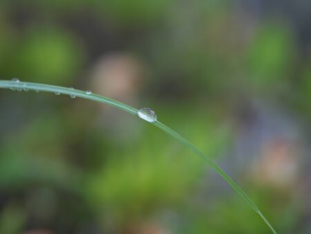 Water droplets on grass leaf after the midnight rainの写真素材