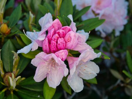 Buds of Rhododendron or Azalea or Shakunageの写真素材