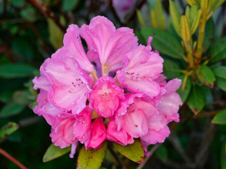 Buds of Rhododendron or Azalea or Shakunageの写真素材