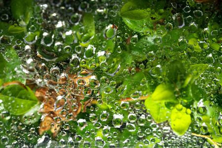Tokyo, Japan-May 22, 2020: Clear raindrops on spider's webの写真素材