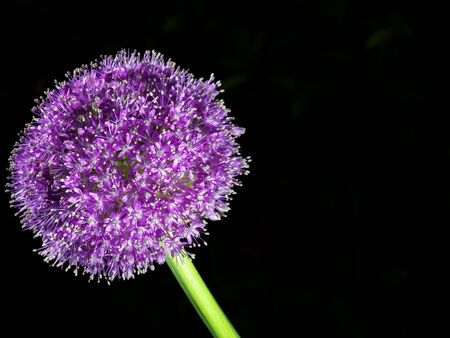 Closeup of Allium giganteum Regel or giant onion or al onion at dawnの写真素材