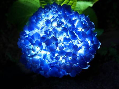 Illuminated Isolated Blue Hydrangea on black backgroundの写真素材