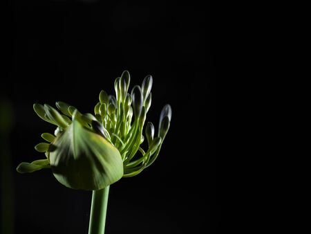 Tokyo, Japan-June 10, 2020: Isolated agapanthus or African Lily (Cape blue lily) on black backgroundの写真素材