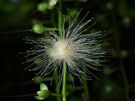Okinawa, Japan-June 23, 2020: Flowers of Barringtonia racemamosa or powder-puff tree in the morning at Miyakojima island in Okinawa, Japanの写真素材
