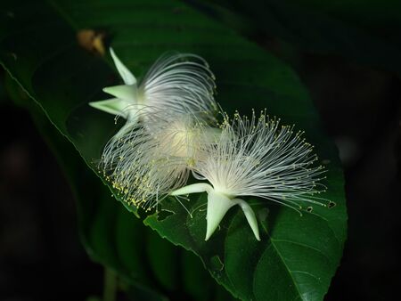 Okinawa, Japan-June 23, 2020: Flowers of Barringtonia racemamosa or powder-puff tree in the morning at Miyakojima island in Okinawa, Japanの写真素材