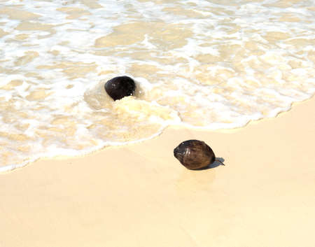 Two coconuts on beautiful shore of Toguchinohama beach in Irabujima island, Japanの写真素材