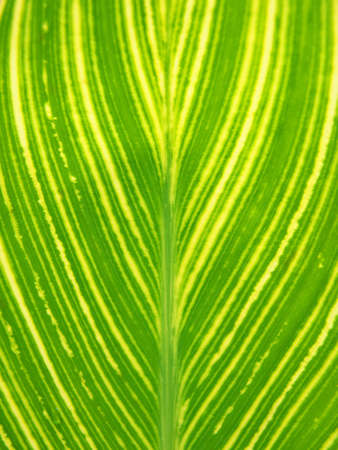 Tokyo,Japan-July 5, 2020: Closeup of beautiful Leaf Veinの写真素材