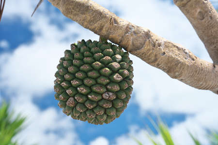 Pandanus odorifer or fragrant screw-pine on blue sky background in Miyako island, Okinawaの写真素材