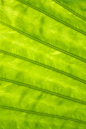 Veins of tropical plant: Elephant Ears or Colocasia or Alocasiaの写真素材