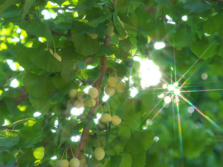 Tokyo,Japan-August 11, 2020: Ginkgo nuts and sunbeams streaming through gingko leavesの写真素材