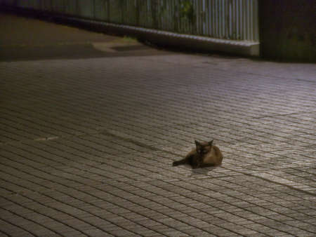 Tokyo,Japan-August 21, 2020: A cat at rest on the stone pavement in the darkの写真素材